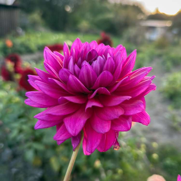 Dahlia 'Berner Oberland'